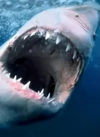 《纪录片：海洋捕食者》：深海霸主生死搏杀，揭秘惊险捕食之旅，震撼视觉盛宴